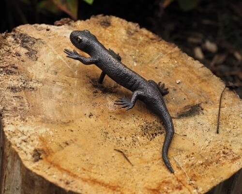 Bronzefigur salamander - bronzefigur,