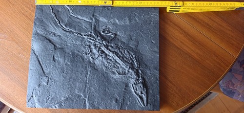 Eisenguss guss bild fossil - eisenguss-guss-bild,